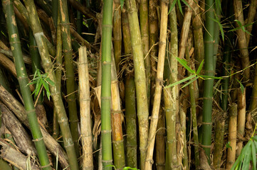 Obraz premium Bamboo forest. Bamboo forest, exotic asian tropical atmosphere. Quiet calm grove, morning harmony freshness in thicket. Japanese or chinese natural oriental aesthetic.