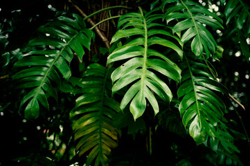 Green leaves of Monstera philodendron plant growing in wild, the tropical forest plant, evergreen...
