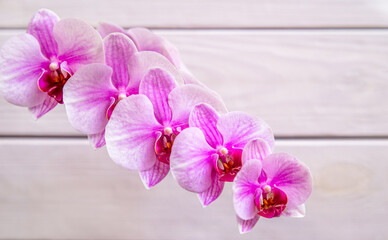 A branch of purple orchids on a white wooden background
