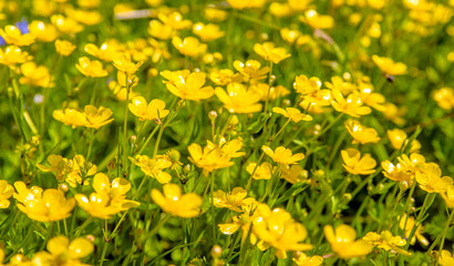 Fototapeta premium yellow buttercups grow in the meadow in summer 