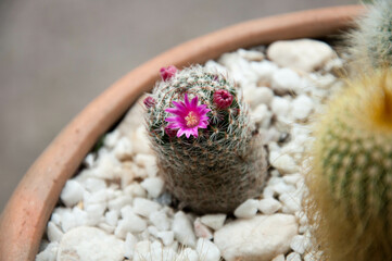Flowered cactus inside a vase