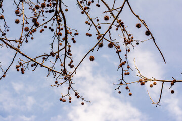 seeds of pine tree on the branches