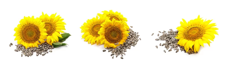 Rolgordijnen Set of sunflowers and seeds isolated on white © Pixel-Shot