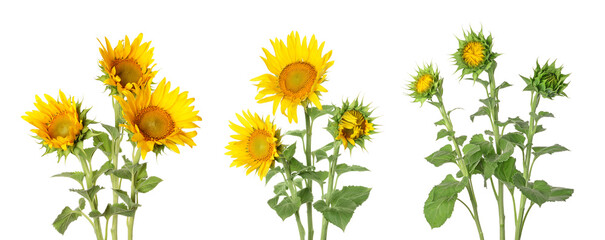 Set of beautiful sunflowers isolated on white © Pixel-Shot
