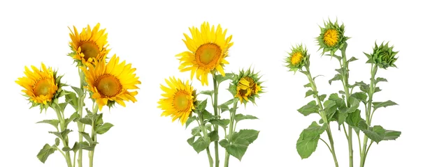 Schilderijen op glas Set of beautiful sunflowers isolated on white © Pixel-Shot