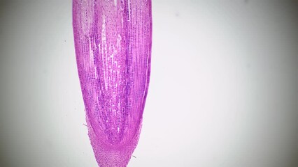 Longitudinal section cut of root tip of plant under the microscope magnified in 40 times on bright field background. Footage of pink cells for laboratory education. Microbiology and science concept - Powered by Adobe