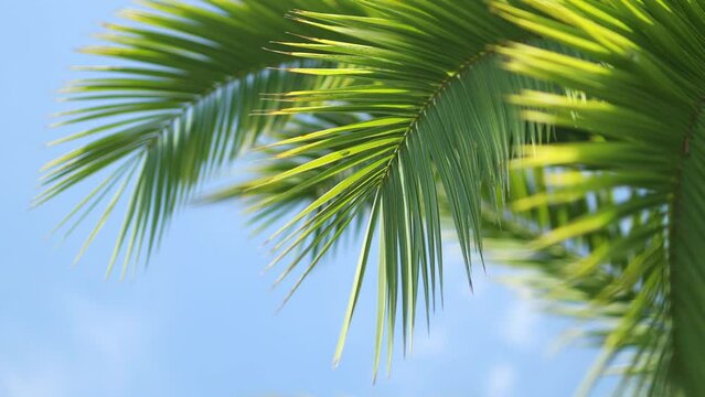 Palm trees and yellow sun in a sky. 4k. Tropical coconut palm leaf swaying in the wind with sun light. Summer background 