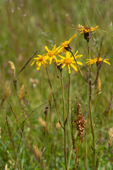 Arnika, Arnica montana, Bergwohlverleih, Echte Arnika