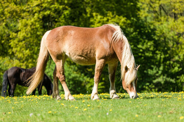 A grazing Haflinger horse on fresh green meadow
