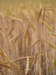 wheat field in the sunshine