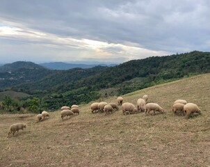 Fototapeta na wymiar lambs and green trees on mountain at Doi Chang, Chiang Rai, Thailand.