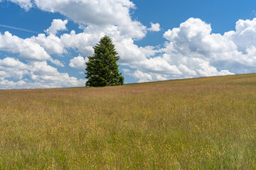 Fototapeta premium Das Naturschutzgebiet Lange Rhön in der Kernzone des Biosphärenreservat Rhön, Hessen, Bayern, Deutschland