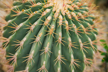 A houseplant. A large prickly cactus in the shape of a ball close-up.The texture of rows of thorns. Natural background.