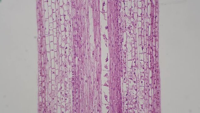 Longitudinal section cut of root tip of plant under the microscope magnified in 100 times on bright field background. Footage of pink cells for laboratory education. Microbiology and science concept