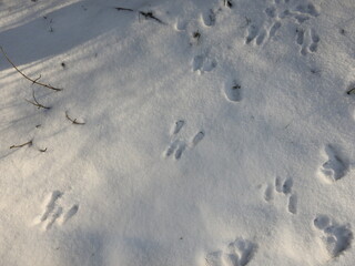 The red squirrel (Sciurus vulgaris) footprints in snow