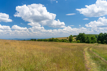Obraz premium Das Naturschutzgebiet Lange Rhön in der Kernzone des Biosphärenreservat Rhön, Hessen, Bayern, Deutschland