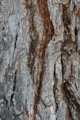 Close-up shot Wood tree outer bark in wild forest