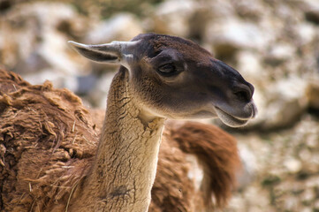 Fototapeta premium Guanaco