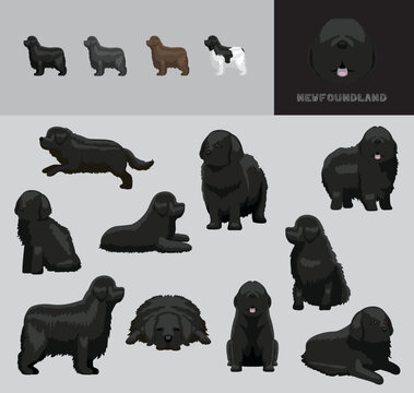 Dog Newfoundland Cartoon Vector Illustration Color Variation Set