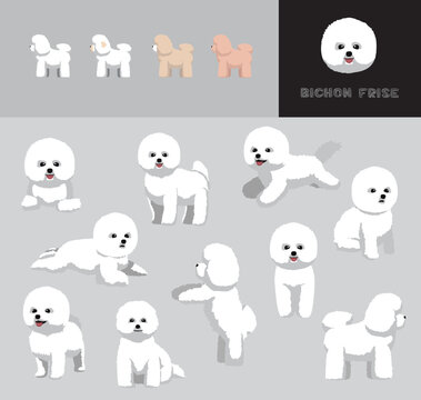 Dog Bichon Frise Cartoon Vector Illustration Color Variation Set