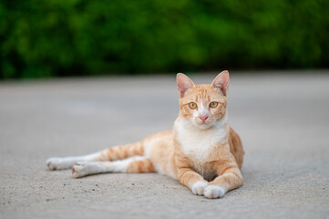 An orange cat is staring at something.Cat lying on the floor
