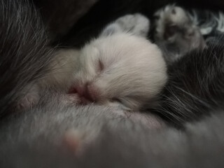 sleeping baby kitten