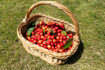 close up of wooden wicker basket with harvest of ripe cherry on the green grass in the home garden, concept of healthy eating, diet and lifestyle nutrition. Beautiful photography for web site, blog