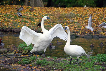 Two Trumpeter Swans, England UK
