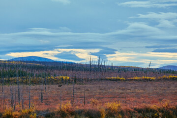 wild alaskan landscape for postcards during sunset moose