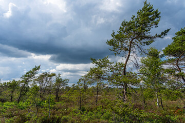 NSG „Schwarzes Moor