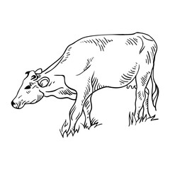 Cow hand drawing style icon vector. Suitable for farm animal.