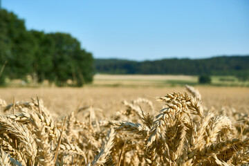 Weizenfeld im Heckengäu