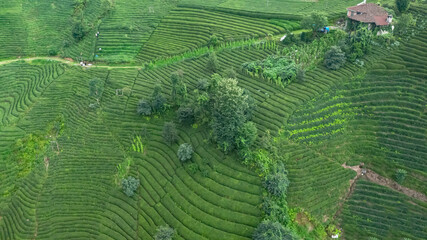 Dark green tea growing gardens in Rize, Turkey.