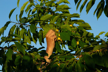 harvesting yellow cherries, a man's hand picks cherries from a tree horizontal frame