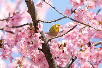 Japanese White-eye and Cerasus lannesiana Carriere at Shibuya, Tokyo, Japan