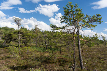 NSG „Schwarzes Moor