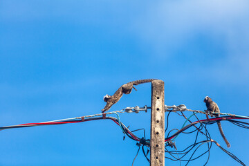 Saguis-de-tufos-brancos caminhando sobre fios. © Chico