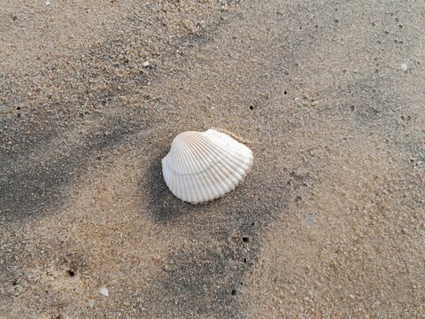 Clam shell on beach sand