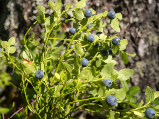 blueberry bush with ripe berries