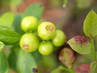 green unripe cranberries