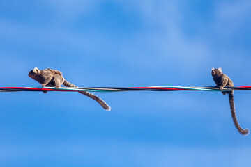 Saguis-de-tufos-brancos caminhando sobre fios.