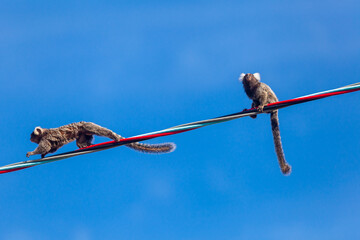 Saguis-de-tufos-brancos caminhando sobre fios.