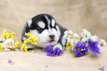 beautiful newborn siberian husky puppy just opened his eyes