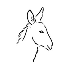 Sketch of donkey Hand drawn illustration donkey vector