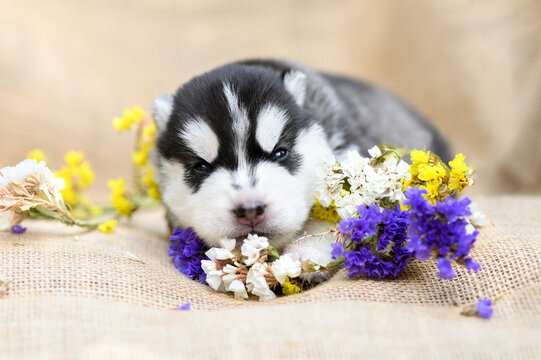 newborn siberian husky puppy with opened eyes, 11 days old