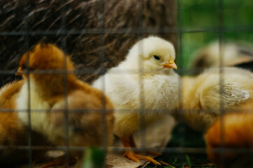 Baby chicken in metal fence, bird eat feed	