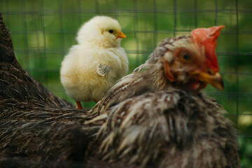 Baby chicken in metal fence, bird eat feed	