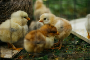 Baby chicken in metal fence, bird eat feed	