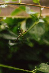 Argiope bruennichi
a spider on a web in the garden, after a thunderstorm. tiger spider