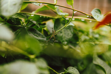 Argiope bruennichi
a spider on a web in the garden, after a thunderstorm. tiger spider